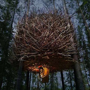 The Bird's Nest2