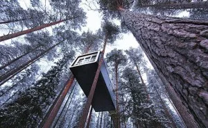 The Cabin
